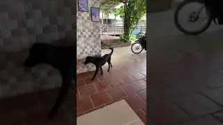 Her enemy | Pet Lover KH