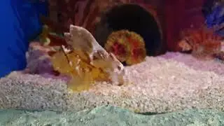 잎전갈 물고기 leaf scorpion fish