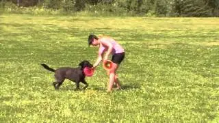 Discdogging Trailer 2012