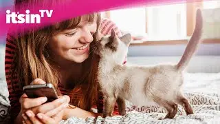 Katze trotz Allergie? So kann es klappen!