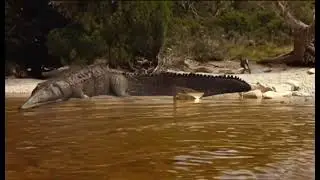 When Dinosaurs Roamed America [2001] - Rutiodon Screen Time