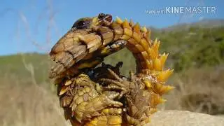 Top 10 unknown animals in the world
