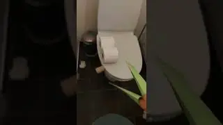 Shark puppet hates toilet paper art #shorts