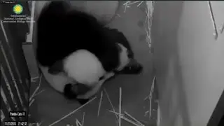 11-21-2015 Bottom's Up, Bei Bei