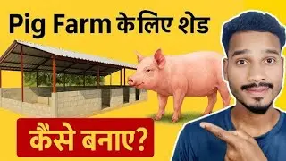 Best Pig Farming Shed Design Idea || शेड बनाते वक्त ध्यान रखें ये बातें