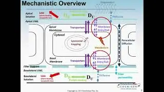 MembranePlus&trade; Webinar - Getting the Most out of Your In Vitro Permeability Studies