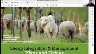 Vines & Ovines: using grazing to manage vegetation & control weeds