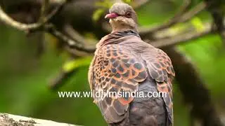 Oriental Turtle Dove looking handsome with its patterned plumage