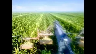 Detasseling non-GMO seed corn in Nebraska