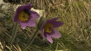 Poniklec slovensk&yacute; - Pulsatilla slavica