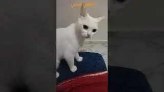 My cat Mimi is active