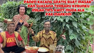 PANEN KACANG GRATIS BUAT MASAK