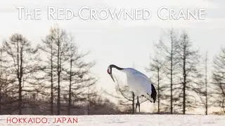 Photographing a Japanese Icon, The Red-Crowned Cranes