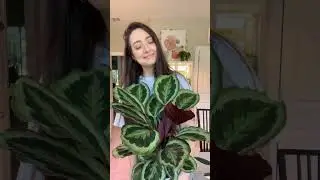 Plants make me happy! 🥹
