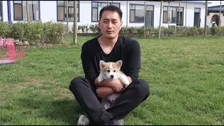 小柯基简直就是小天使，跑起来像小兔子\Little Corgi is absolutely an angel looks like a little bunny when he is running
