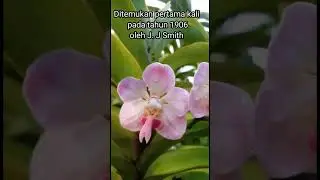 VANDA FOETIDA