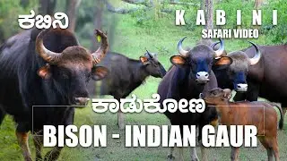 Bison -  Indian Gaur - Nagahole - Kabini  #nature  #Bison #indiangaur #kabini #wildlife #india