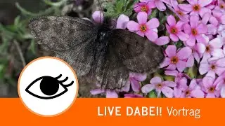 Der anstrengendste Schmetterling Europas