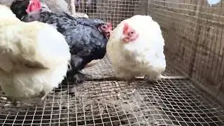 Most beautiful hen chicken fancy 
