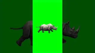 Rhinoceros animal running green screen #dailygreenscreen #shorts