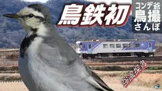 コンデジ鳥撮散歩　鳥鉄初　逆風はおいしい？　北条鉄道沿線