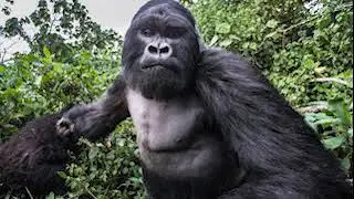 Top 10 Gorilla Pictures