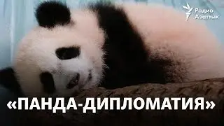 «Панда-дипломатия»: Мишки не для всех
