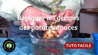 Faire germer  et repiquer ses propres patates douce permaculture