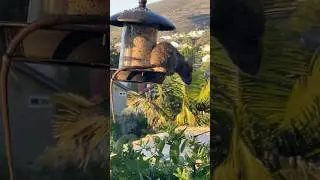 Smart Rat Eating Food From Birds Feeder