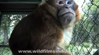 Assam macaque (Macaca assamensis)