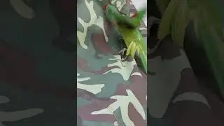 parrot jumping