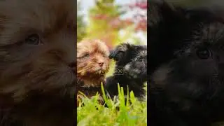 Relaxing Cozy Fall Day - Cute Puppies - Baby Animals (see description for full 4K video link) #puppy