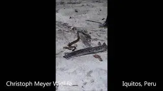 Anaconda (Eunectes murinus)