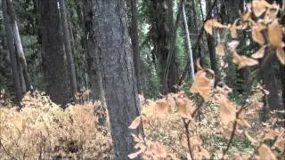Bob M  1st Day Elk Video