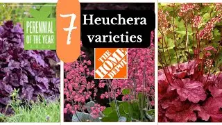 #10 Heuchera Varieties at Home Depot 😍| Plantshopping.
