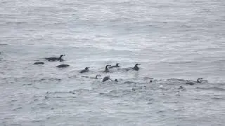 Chinstrap Penguin Colony near Deception Island, Antarctica (11.22.25)
