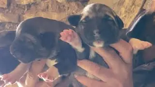 PUPPY RESCUE OPERATION