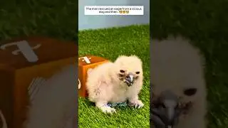 The man rescued an eagle from a vicious dog and then..❤️❤️#rescue #eagle #dog #rescueanimals #shorts