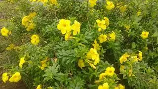 bunga warna kuning