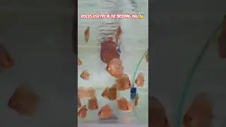 Discus fish fry in the breeding hall🐠 #shorts #discusfish #breeder