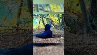 Why This Crow Bitten By These Ants?🤯 #facts