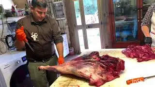 Sezionamento coscia di cervo maschio adulto