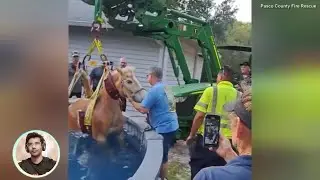 Crane Rescues Horse from Backyard Pool! The News Network