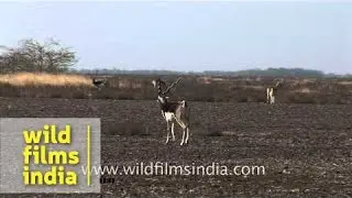 Herd of Blackbuck in dry grasslands