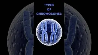 4 Types of Chromosomes Explained in 60 Seconds! 🧬