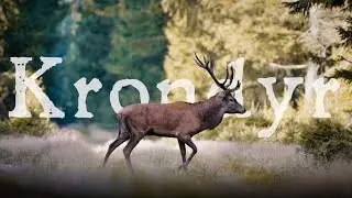 Krondyr i brunst // En tidlig morgen på jagt efter efterårets store naturoplevelse
