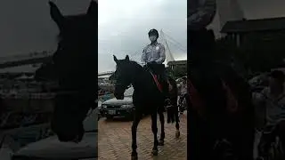 Horse 🐎 🐴 #horse #horses #animals #animal #short #shorts @naturethe