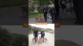Pack Walk