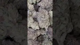 Purple Frost THCa Exotic Indoor Flower