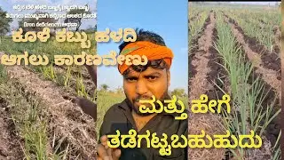 ಕೂಳೆ ಕಬ್ಬು ಹಳದಿಯಗಲು ಕಾರಣ ಮತ್ತು ಕ್ರಮಗಳು 